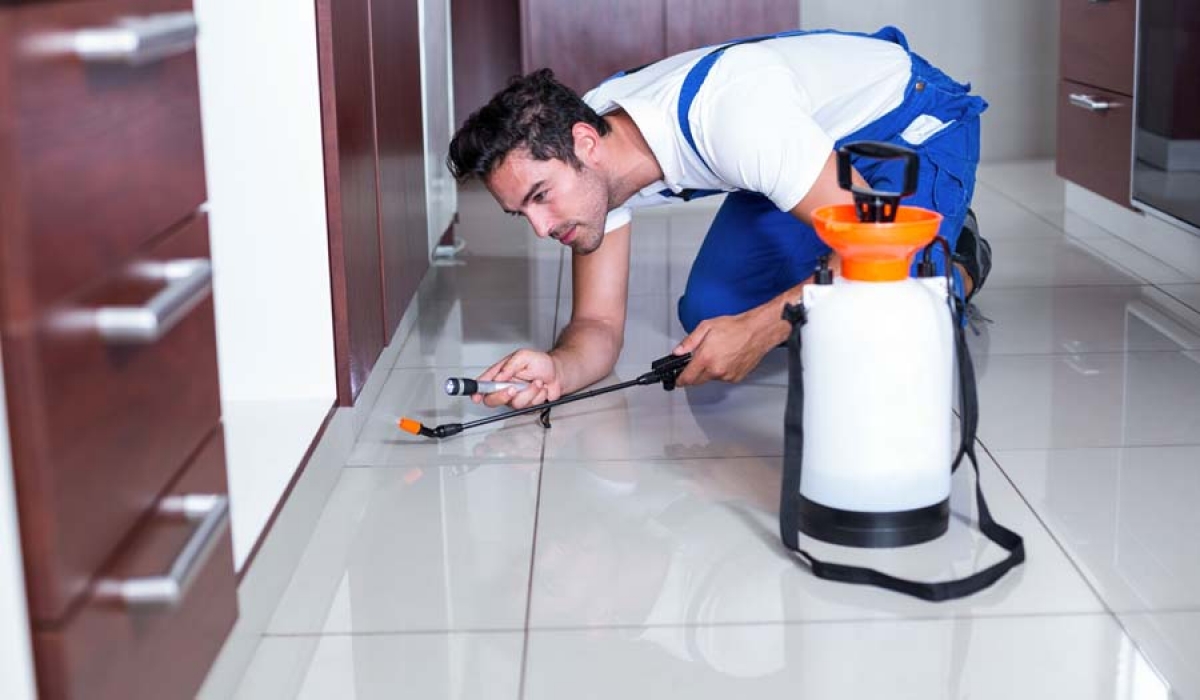 شركة-ابادة-قراد